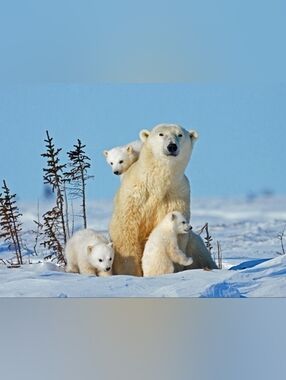 Custom Fridge Magnet Polar Bear Family